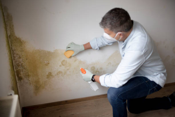 Best Industrial Mold Remediation  in Firestone, CO