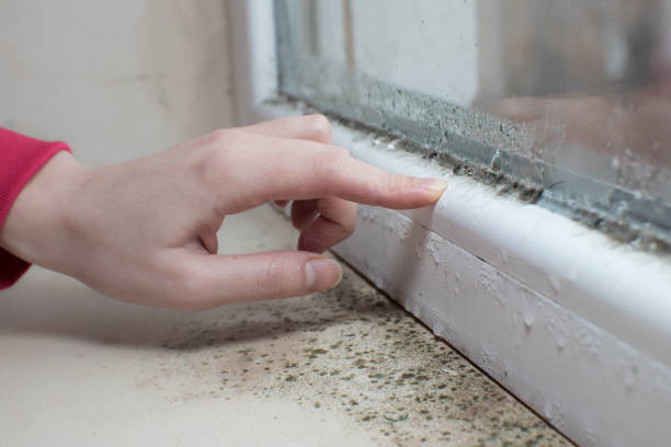 Best Attic Mold Removal  in Firestone, CO