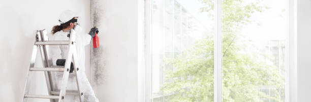Best Mold Damage Restoration  in Firestone, CO